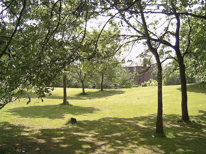 Trees in Platt Fields Park in Fallowfield.
