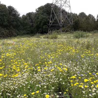 A field of yellow flowers at Clayton Vale
