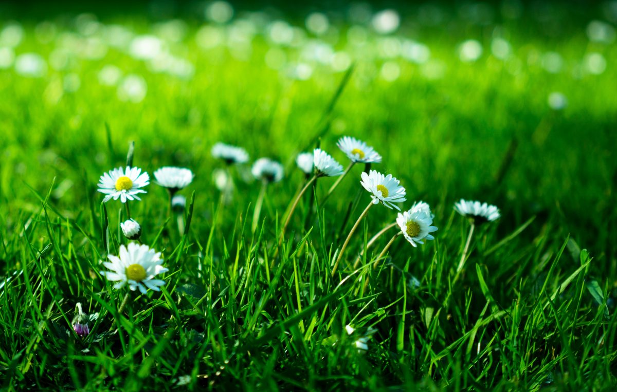 Stock photograph of a close up of daises on a patch of grass
