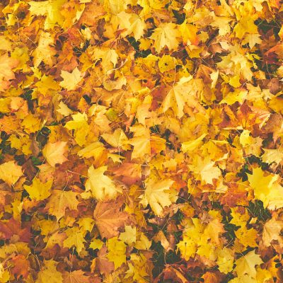 Closeup of autumn leaves lying on the ground