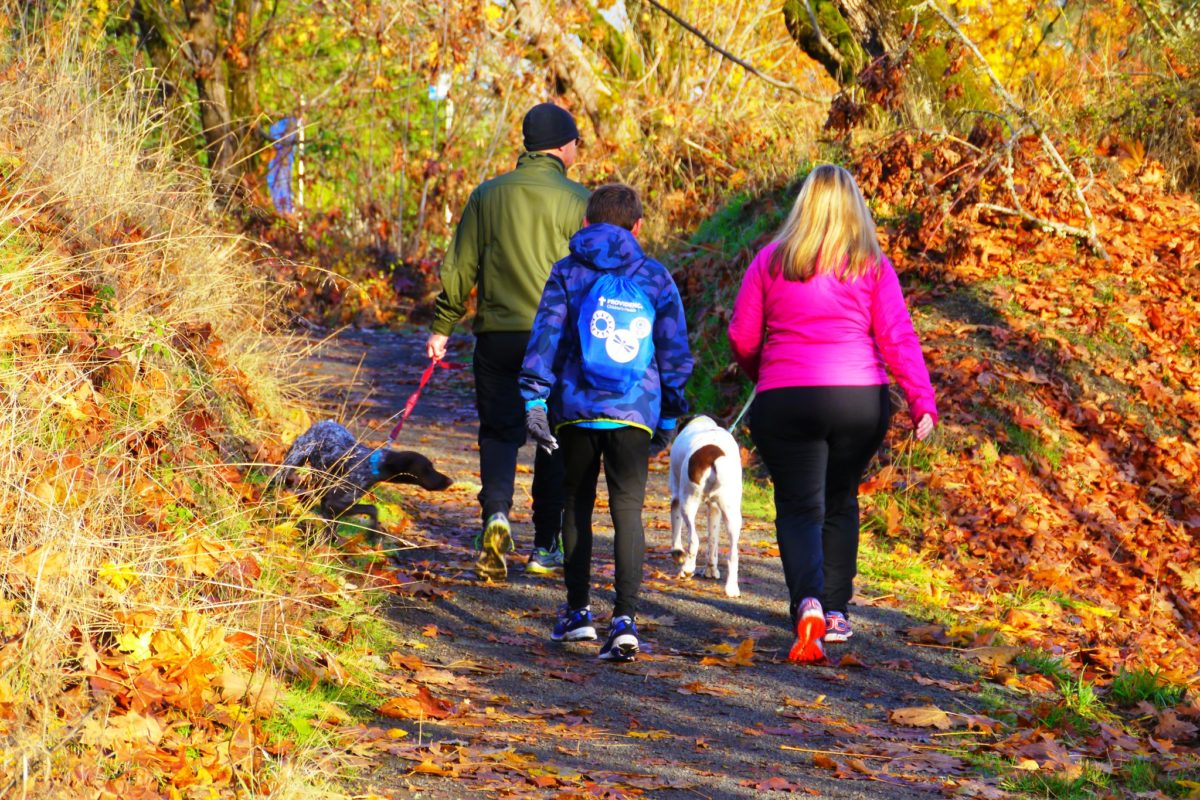 A family walk two dogs through woodland.