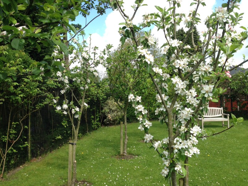 Trees bloom with flowers at Mirfield Community Gardens.