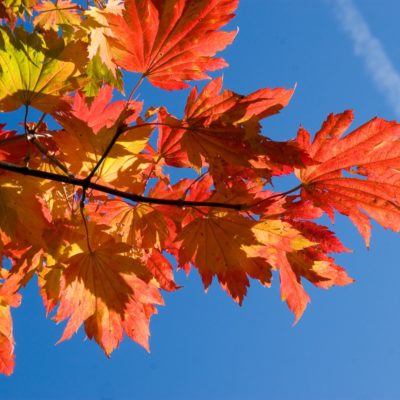 Some red tree leaves sit against a blue sky.