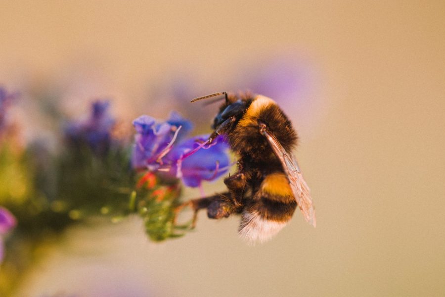 A bee perched on a small blue flower.