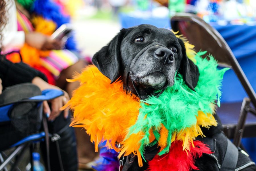 A dog wears a brightly coloured feather boa around its collar.