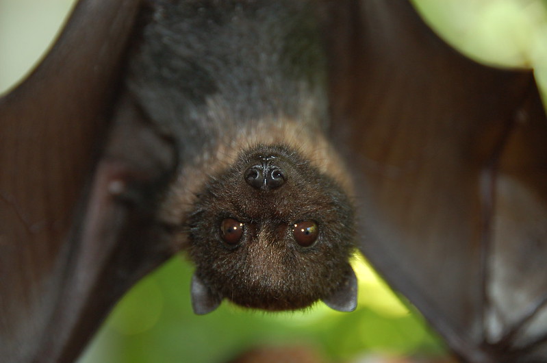 A bat hangs upside down