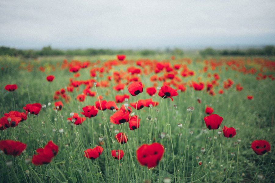 A field of red poppies