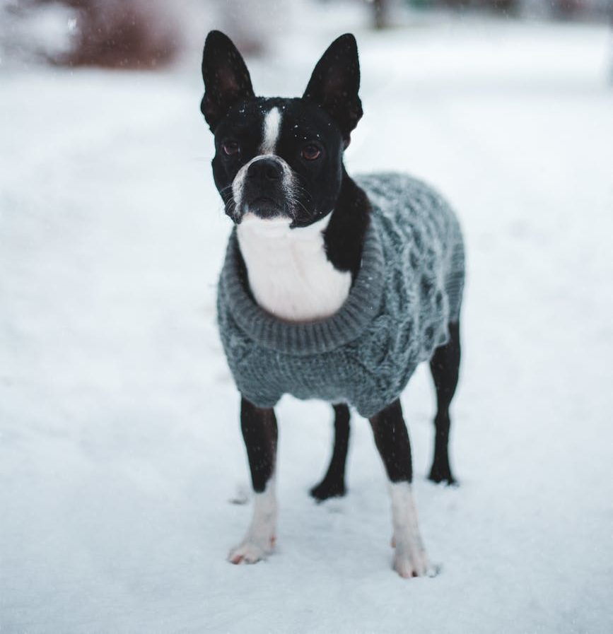 A black and white dog wears a grey jumper and stands in a snowy field.