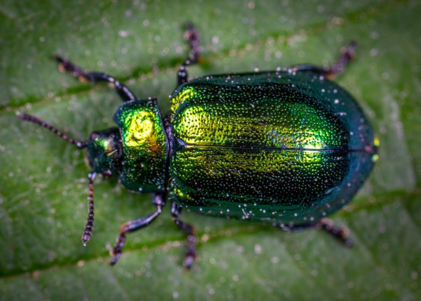 A close-up of a beetle on a leaf.