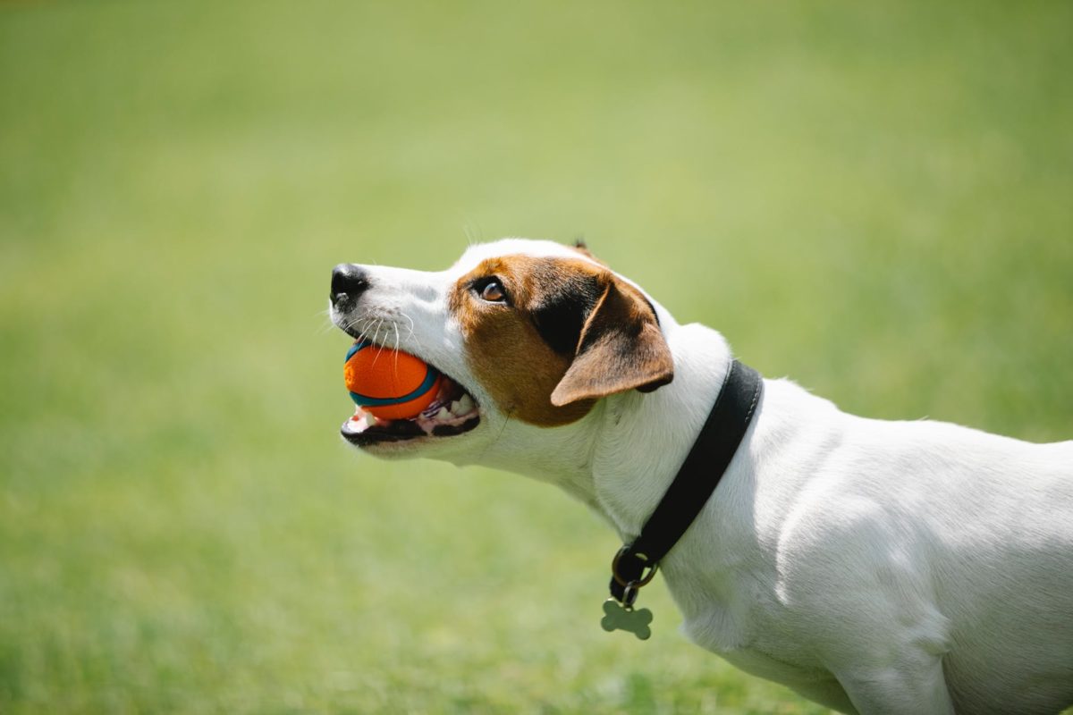 A brown and white dog wearing a collar holds an orange ball in its mouth.