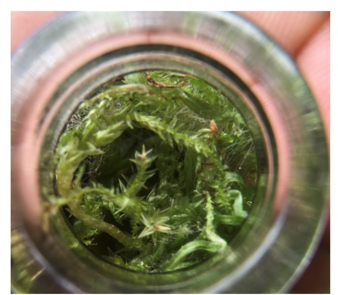 Moss in a jar