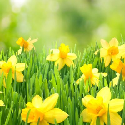 A flowerbed of daffodils