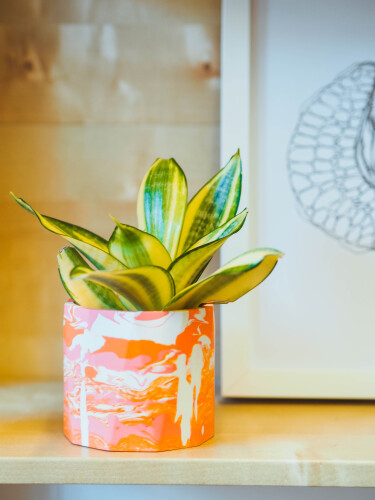 A colourful plant pot with a plant in it
