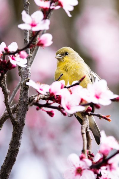 A finch sits on a branch